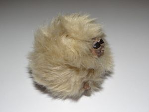 brown pygmy puff