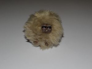 brown pygmy puff